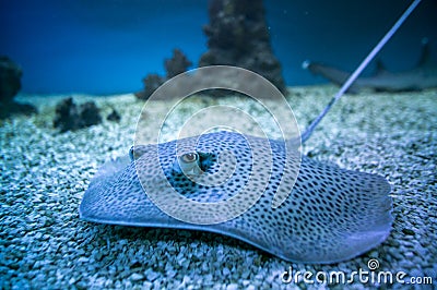 Spotted stingray fish in aquarium Stock Photo