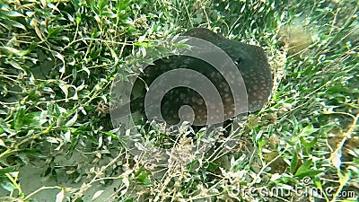 Spotted Stingray at Flinders (Mornington Peninsula) Stock Photo