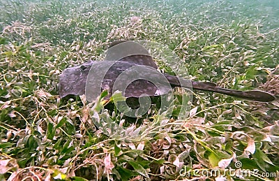 Spotted Stingray at Flinders (Mornington Peninsula) Stock Photo