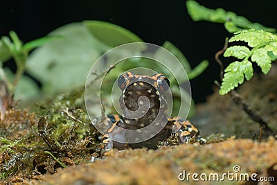 The spotted stream frog Hylarana picturata inside a bush Stock Photo