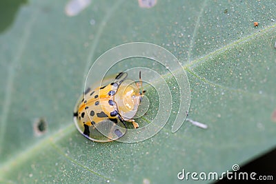 Spotted tortoise beetle ,Cassida miliaris Aspidomorpha miliaris Fabricius , Yellow-spotted ladybug with black dots on a Stock Photo