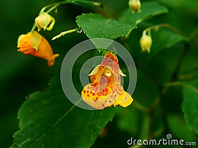 Spotted Touch Me Not Flower in Full Bloom Stock Photo