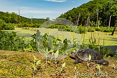 Spotted Turtle Clemmys guttata Stock Photo