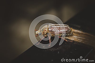 Spotted unusual southern chafer Stock Photo