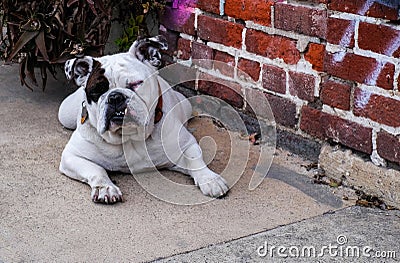 Spotted White Bulldog Stock Photo