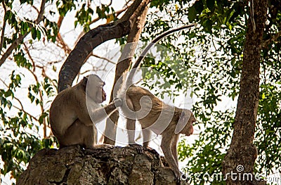 spouse of monkey Stock Photo