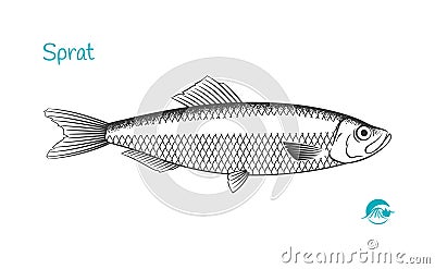 Sprat fish hand-drawn illustration Vector Illustration