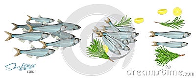 Sprat sketch vector fish icon. Vector image of ocean sprat. Isolated marine atlantic ocean sprats with rosemary and Vector Illustration