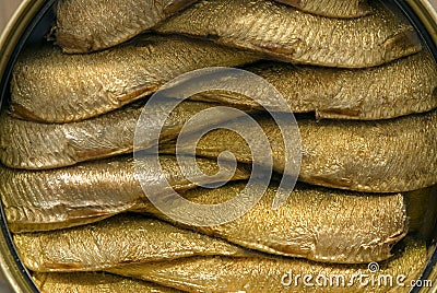 Sprats in open tin Stock Photo