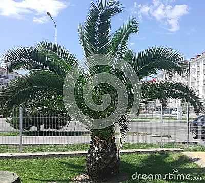 Pineapple Palm Tree on the Lawn Stock Photo