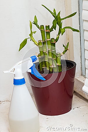 Spray bottle and bamboo, watering home plants Stock Photo