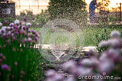 Spray from the sprinkler in the sunset rays Stock Photo