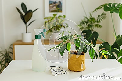 Spraying bottle and rag near ficus. Concept of home gardening and houseplants care at springtime. Home plants cleaning Stock Photo