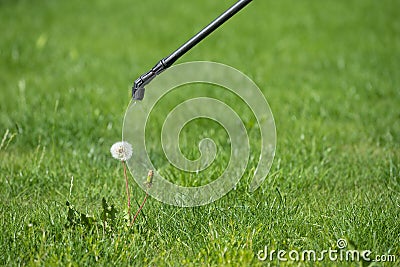 Spraying pesticide on dandelion bloom, lawn weed control Stock Photo