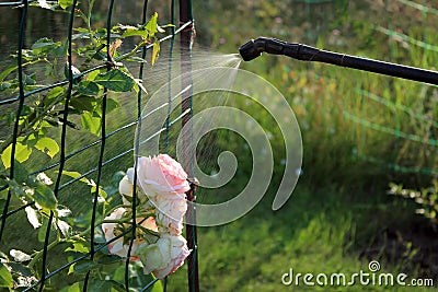 Spraying rose shrub with garden hand sprayer. Stock Photo