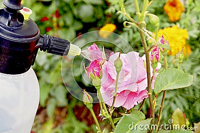 Spraying roses in the garden with a spray bottle.Pest control co Stock Photo