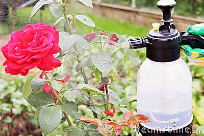 Spraying roses in the garden with a spray bottle. Pest control concept. Caring for garden plants. selective focus Stock Photo