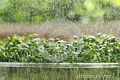 Spraying sprouted arugula seeds on blurred background, closeup Stock Photo