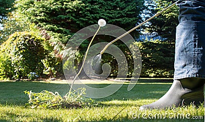 Spraying weeds in the garden Stock Photo