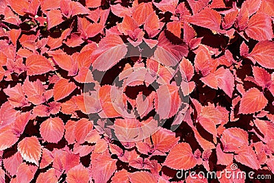 A spread of the bright Coleus Redhead plant Stock Photo