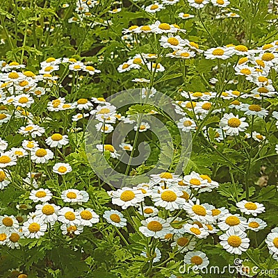 Spread of large leucanthemum daisies Stock Photo