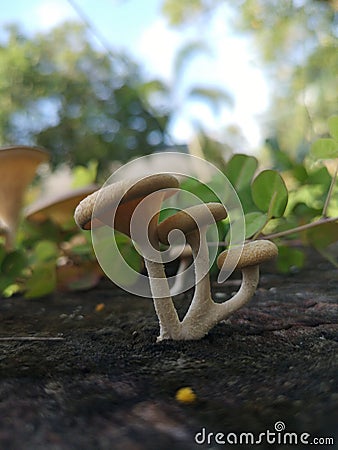 The spread of Lentinus tigrinus mushroom reproduction with spores, so there is no need for fertilization. Stock Photo