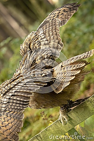Spread wings of the Eurasion Eagle Owl Stock Photo