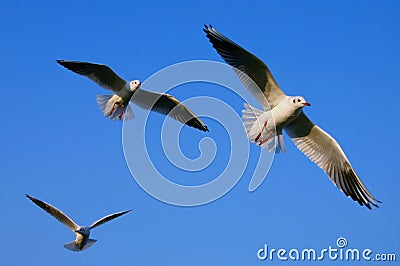 Spread your wings Stock Photo