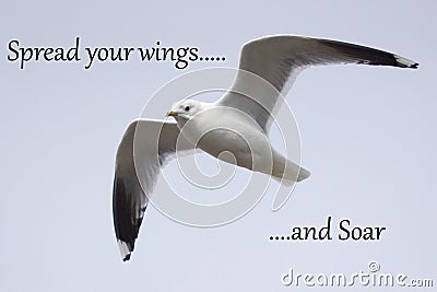 Spread your wings and Soar - Inspirational Quote Stock Photo