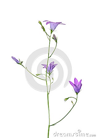 Spreading Bellflower (Campanula patula) Stock Photo