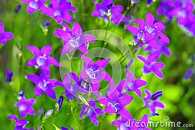 Spreading Bellflower Campanula patula on a meadow Stock Photo