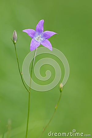 Spreading Bellflower Stock Photo