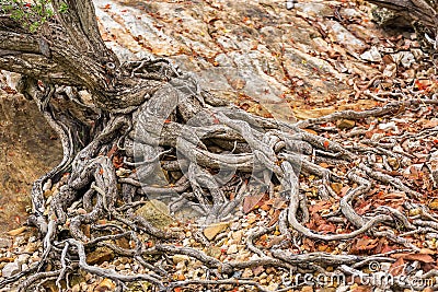 The spreading root system of the old tree on the ground. The variety of shapes in wild nature. Perfect background for the various Cartoon Illustration