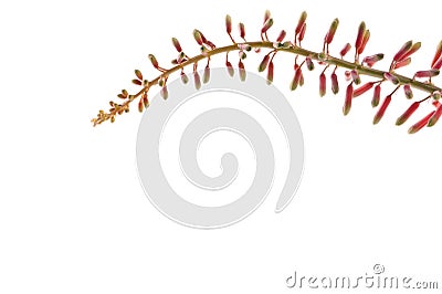 Aloe Ciliaris buds against a white background Stock Photo