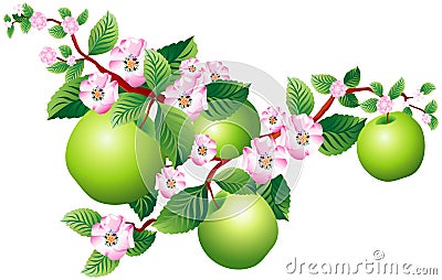 Sprig of apple Vector Illustration