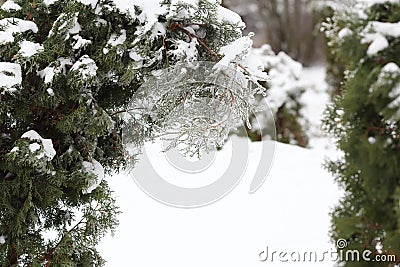 Sprig arborvitae close up after the ice storm, rain. Stock Photo