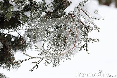 Sprig arborvitae close up after the ice storm, rain. Stock Photo