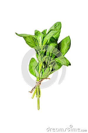 A sprig of Basil Isolated on white background. Top view Stock Photo