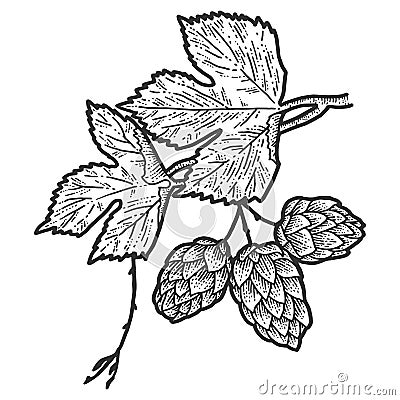 Sprig of blooming hops and leaves. Scratch board imitation. Black and white hand drawn image. Vector Illustration