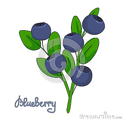 Sprig of blueberry. Leaves and berries of bilberries on a branch. Forest plant huckleberry. Isolated twig of whortleberry or blueb Stock Photo