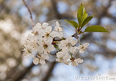 Sprig of cherry with white flowers Stock Photo