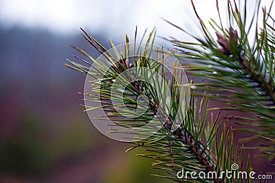 Sprig of coniferous evergreen pine on blurred forest background with dew drops on needles.close-up Stock Photo