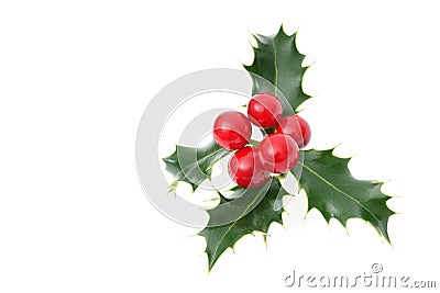 Sprig of European holly Stock Photo