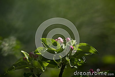 Sprig flowering fluffy rosebuds and tender green leaves apple tree in the spring garden. Blurred green background Stock Photo