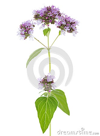 Sprig of flowering Oregano Origanum vulgare isolated on a white background. Selective focus Stock Photo