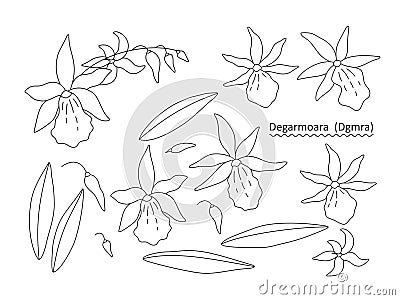 Sprig, flowers, buds and leaves of an orchid Degarmoara on a white background. Set of simple floral elements for your design. Vector Illustration