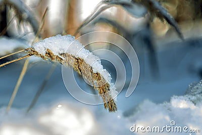 sprig of grass tilted from the weight of the snow on the blurred background of the forest Stock Photo