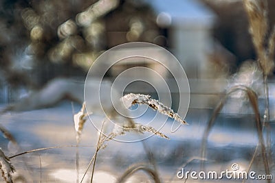 A sprig of grass tilted from the weight of snow on a blurred background Stock Photo