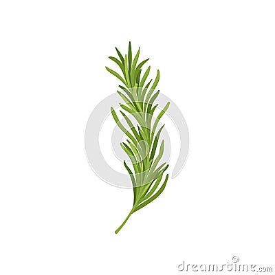 Sprig of green rosemary. Fresh herb used in culinary. Organic ingredient for flavoring dishes. Flat vector design Vector Illustration