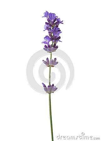 Sprig of lavender isolated on white background Stock Photo